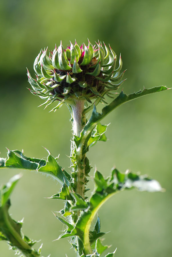 Carduus nutans / Cardo rosso